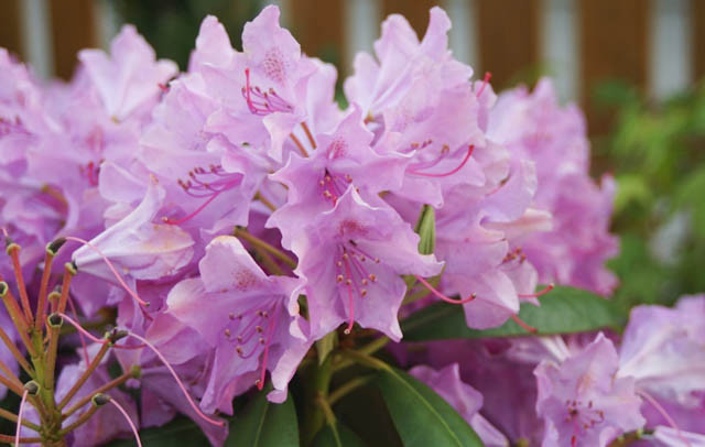 Rhododendron English Roseum   Rhododendron English Roseum.webp